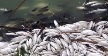 Dolny Śląsk: Śnięte ryby w górskim potoku. Wyłowiono co najmniej 250 kg martwych pstrągów. Prokuratura prowadzi śledztwo