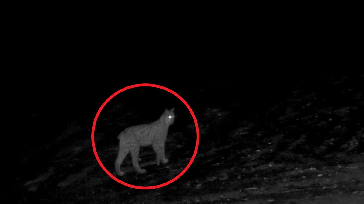 Takie nagrania należą do rzadkości. Usłyszeli rysia