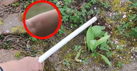 Daje najbardziej bolesne użądlenie. Ma więcej toksyn niż jad osy