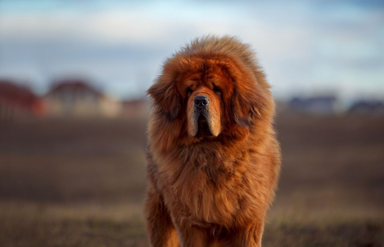 Mastif tybetański najdroższym psem na świecie