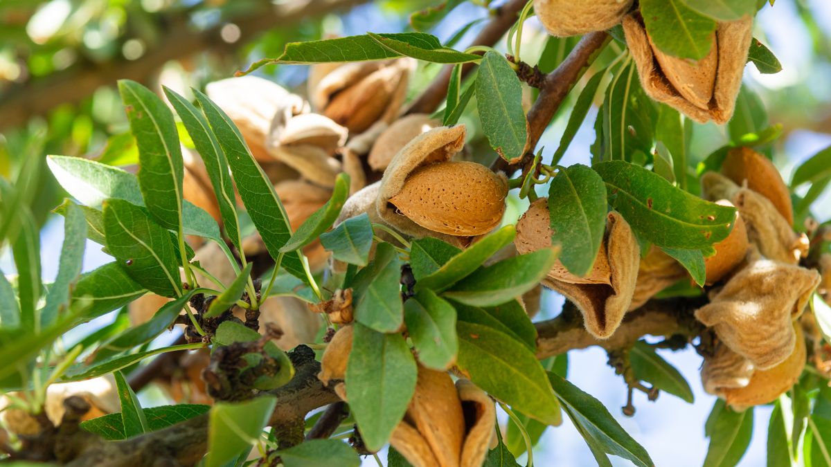 Dojrzałe owoce na gałęzi drzewa migdałowego