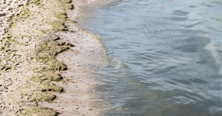 Sinice nad Bałtykiem. Które kąpieliska otwarte?