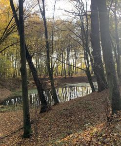 Pogoda. IMGW ostrzega przed silnym wiatrem w dużej części Polski