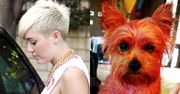 Miley Cyrus: "Moja suczka nie żyje!"