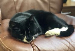 Rosja. Uratowany kot "dostał posadę" w ministerstwie