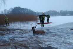 Ścienne. Stado jeleni wpadło do jeziora. Heroiczna akcja ratunkowa strażaków