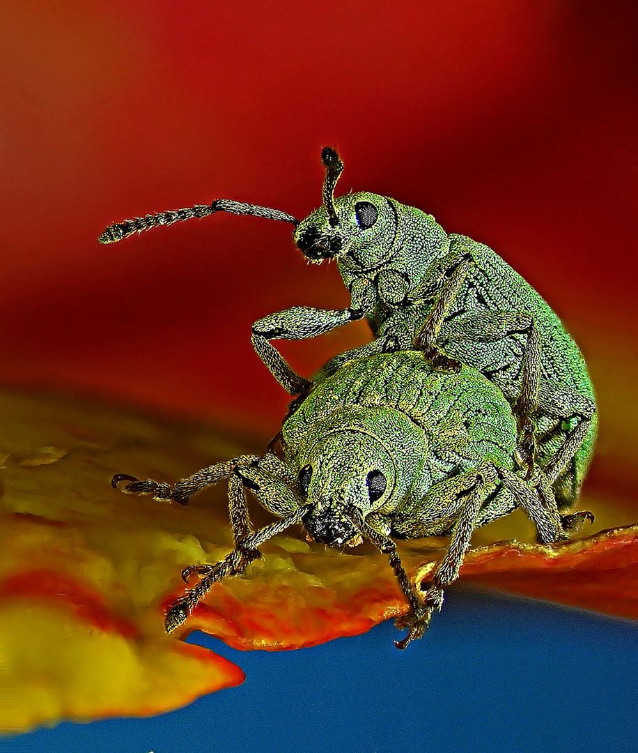 Nikon Small World 2017 - wspaniały mikroświat na zdjęciach z całego świata 11