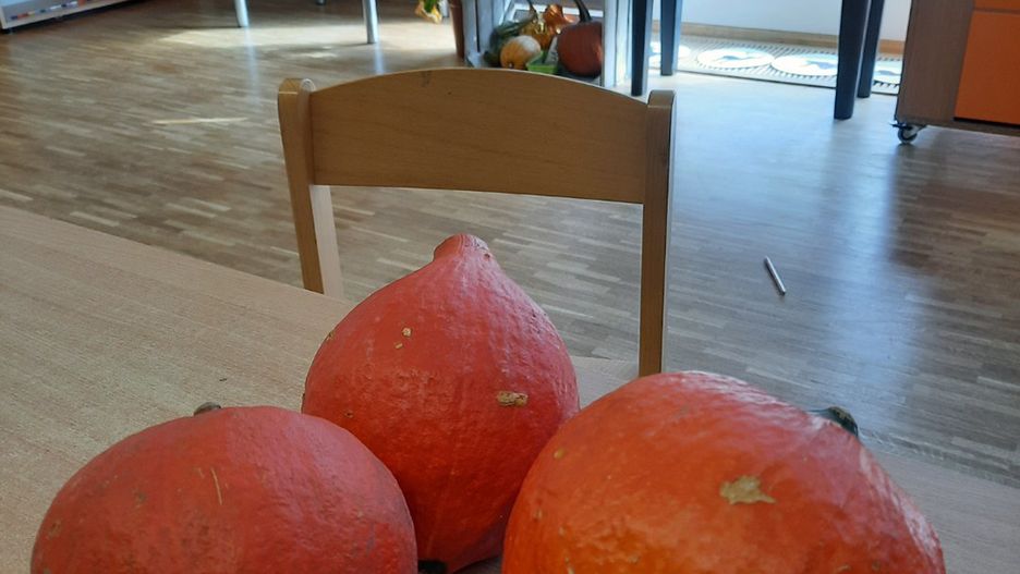 Dynie wróciły do przedszkolaków. Ktoś, kto je sobie przywłaszczył w czwartek, sprawiając tym wielką przykrość dzieciom, poszedł po rozum do głowy, posłuchał swojego sumienia i zwrócił plany małym ogrodnikom