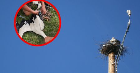 Na pomoc bocianom. "Jeden nie mógł się ruszyć, drugi zwisał z gniazda"