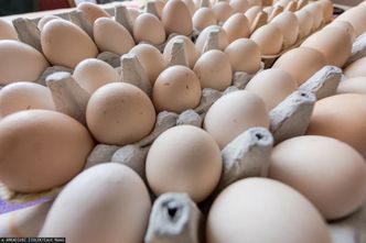 Producenci drobiu i jaj drżą o przyszłość. "Dumpingowe ceny" z powodu importu z Ukrainy