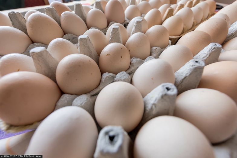 Producenci drobiu i jaj drżą o przyszłość. "Dumpingowe ceny" z powodu importu z Ukrainy