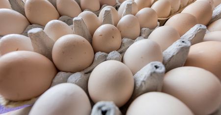 Producenci drobiu i jaj drżą o przyszłość. "Dumpingowe ceny" z powodu importu z Ukrainy