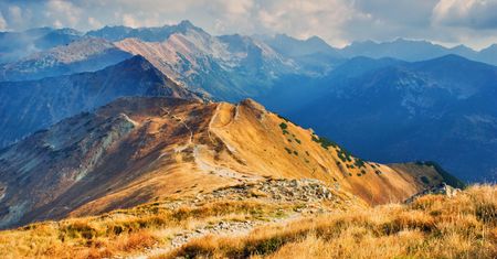Ta roślina barwi Tatry na czerwono. I trzyma zbocza w ryzach