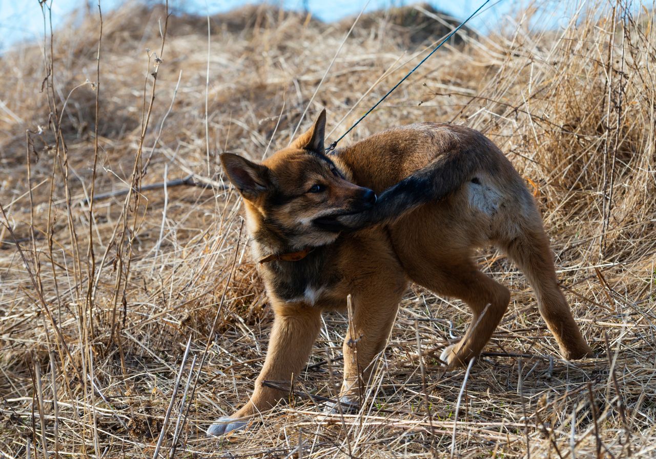 What does it mean when a dog chases its own tail?