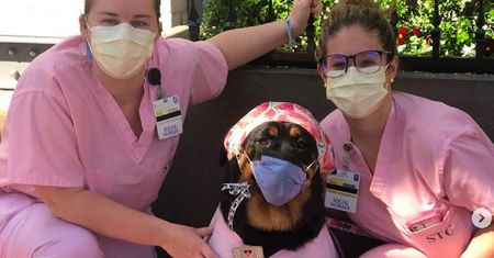 Dogtor Loki. Pies pomaga w szpitalu w trakcie epidemii koronawirusa