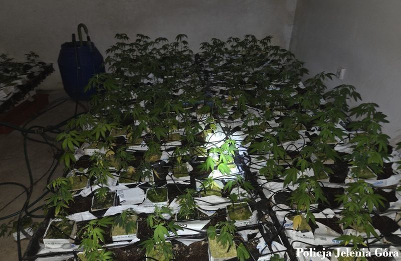 Policja zlikwidowała plantację narkotyków