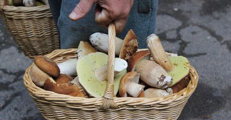 Ogromny wysyp u sąsiadów. Nie wiedzą, co robić z grzybami