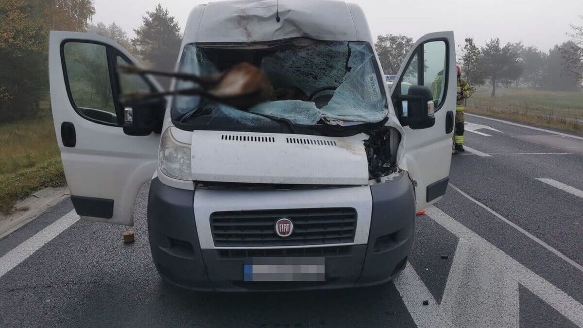 Wypadek z udziałem zwierzyny DK-19
