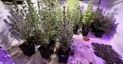 Kieleccy policjanci przejęli dwa kilogramy marihuany i 28 krzaków konopi