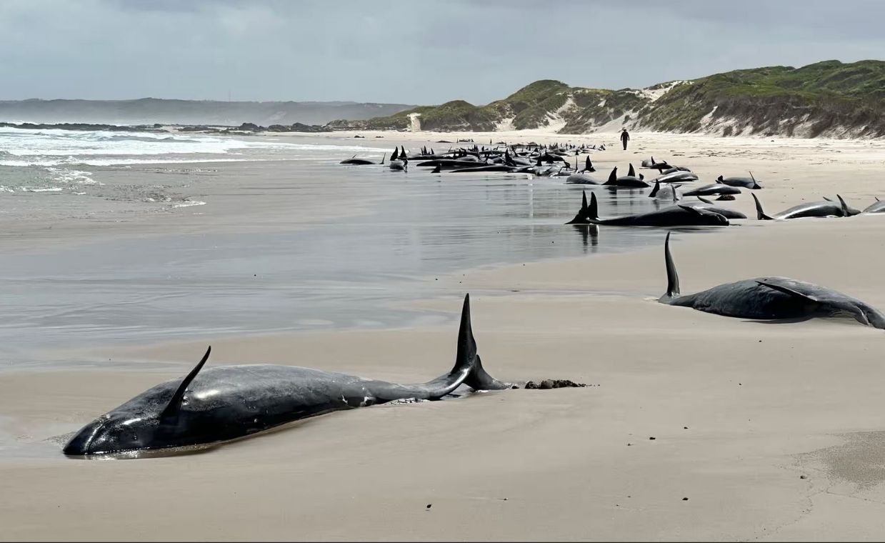 Ponury widok na tasmańskiej plaży. Ponad 150 delfinów na brzegu