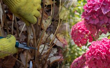 Kiedy przycinać hortensje bukietowe? To najlepszy czas