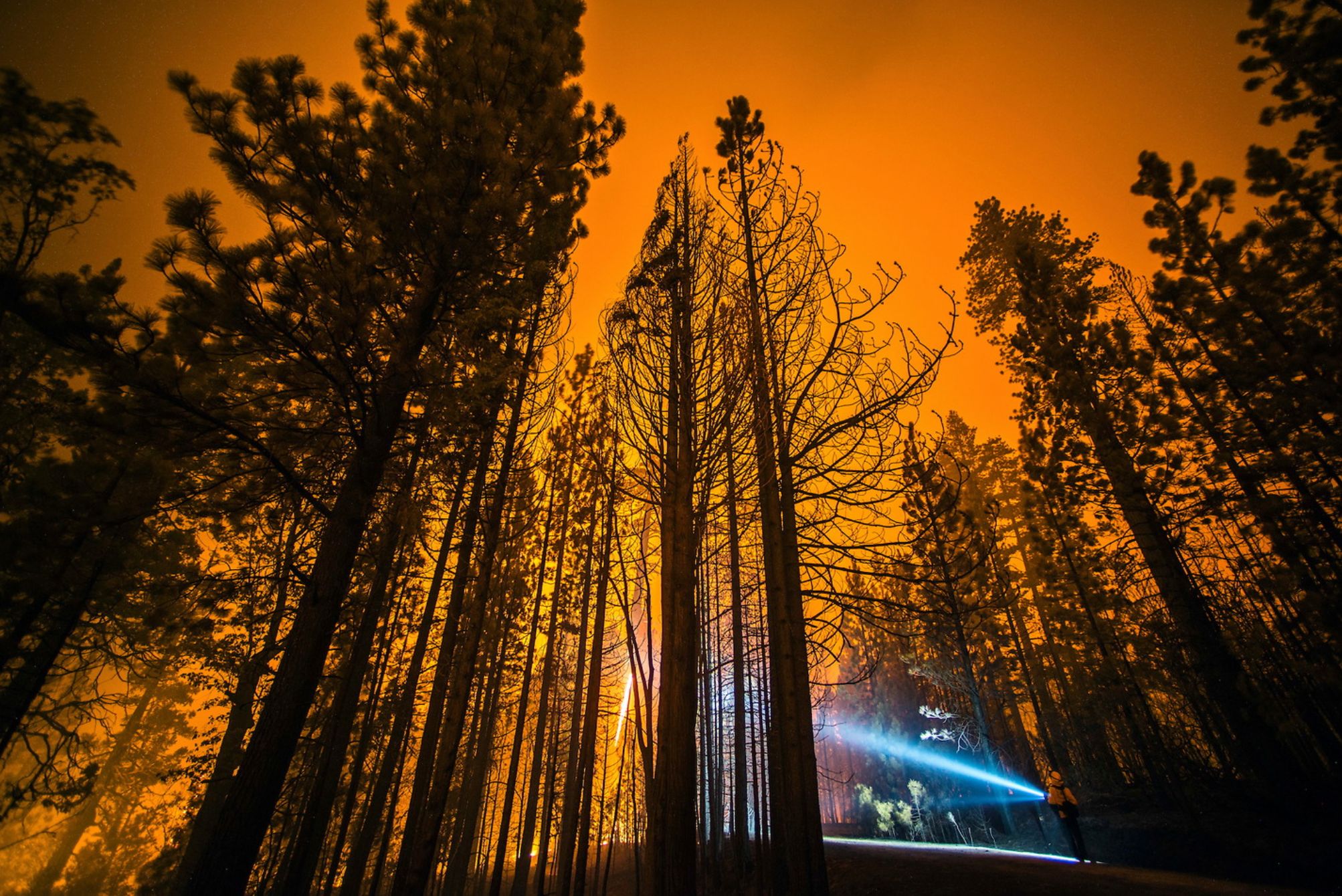 Dla fotografa płonący las może być piękny 11