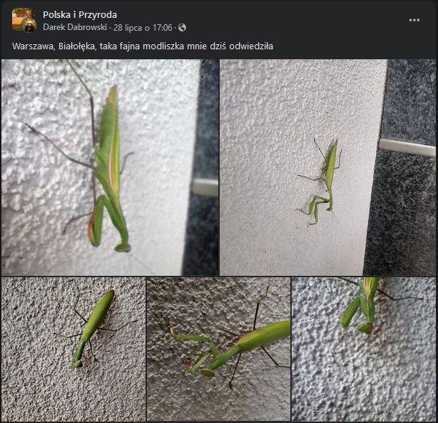 Modliszki coraz częściej pojawiają się w miastach