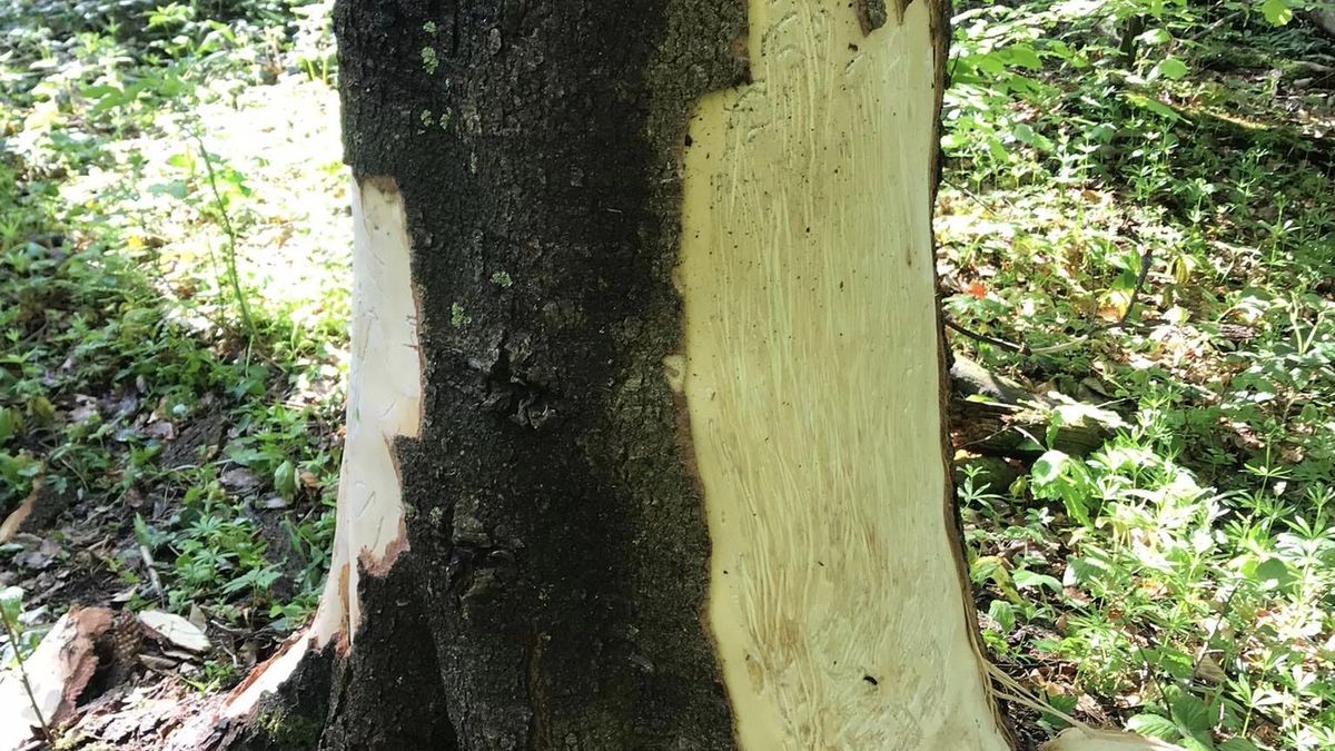 Zdjęcie udostępnione przez Nadleśnictwo Baligród