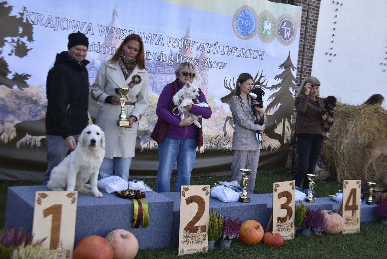 Szczawno-Zdrój: Cudowne psiaki prezentowały się podczas wystawy psów myśliwskich w Dworzysku. Zobaczcie zdjęcia