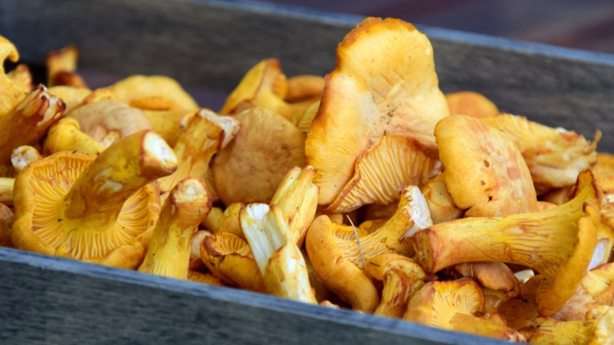 Kurki były od lat wykorzystywane w medycynie naturalnej