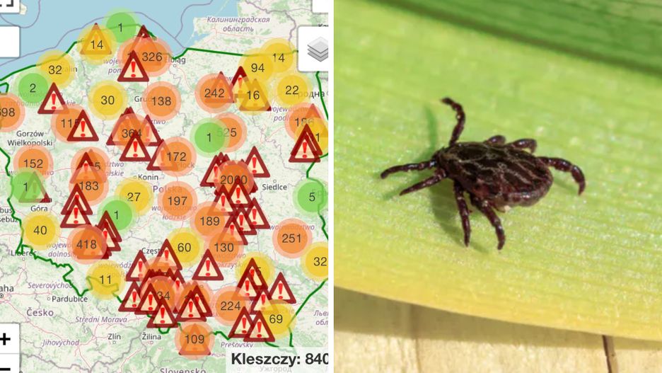 Plaga kleszczy w Polsce