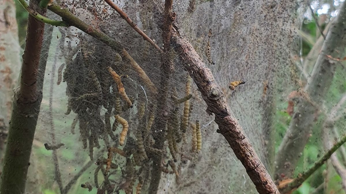 Drzewo wygląda jakby całe zostało pokryte pajęczą nicią