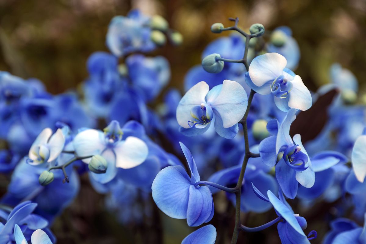 The Indonesian blue orchid is one of the 5,000 colourful orchids and hundreds of other tropical plants in the Indonesia-themed Orchid Festival, inside the Prince of Wales Conservatory at the Royal Botanic Gardens in Kew, west London. (Photo by Steve Parsons/PA Images via Getty Images)