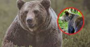 "Wielokrotnie widziany był niedźwiedź". Pilne ostrzeżenie