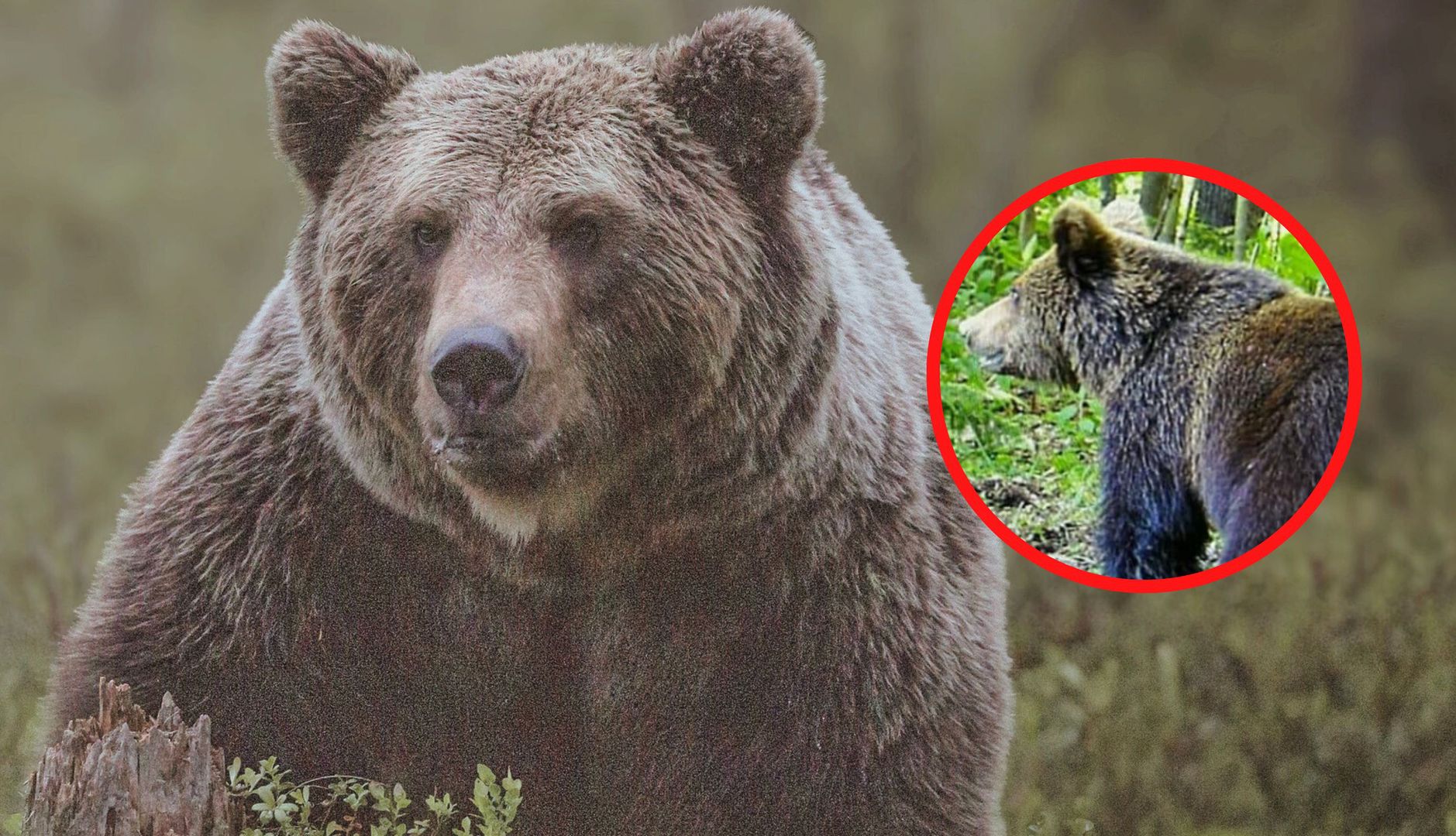 "Wielokrotnie widziany był niedźwiedź". Pilne ostrzeżenie