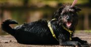 Affenpinscher. Małpia mordka, czujne oczy i temperament większy niż ciało