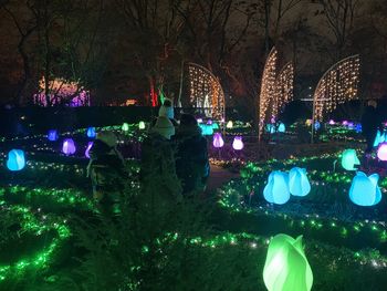 Zielona Góra: Zachwycające iluminacje w ogrodzie botanicznym