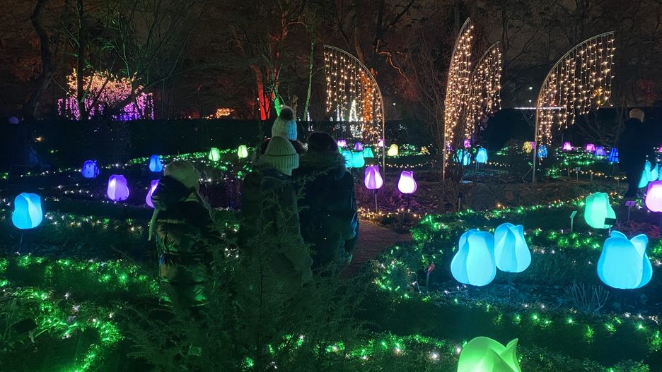 Iluminacje w ogrodzie botanicznym