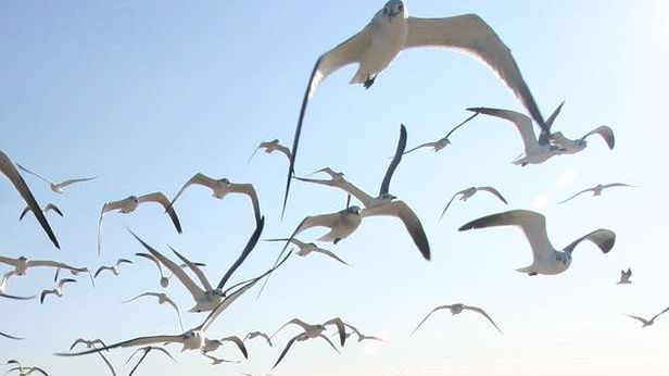 Angry Birds za darmo! Kultowa gra dostępna również dla Chrome'a 1