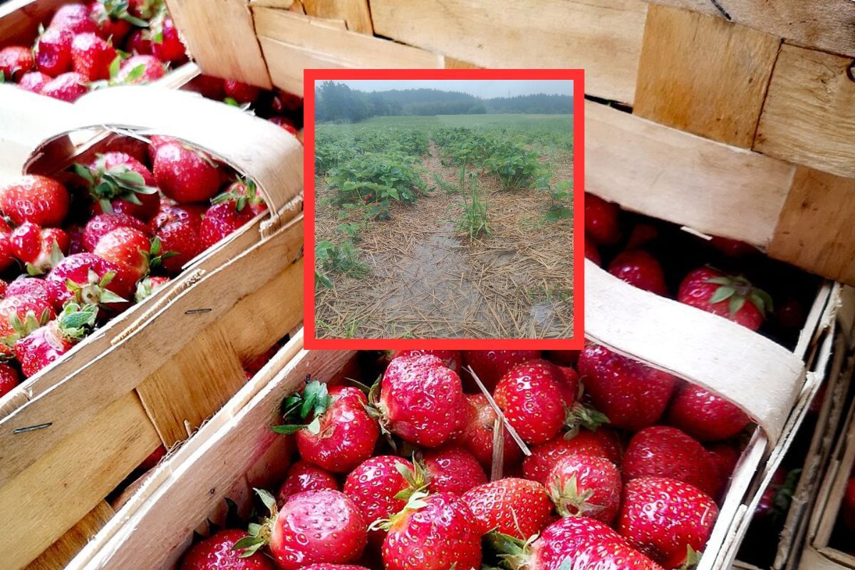 "Samozbiory odwołane". Rolnicy pokazali pole. Wystarczył 1 dzień