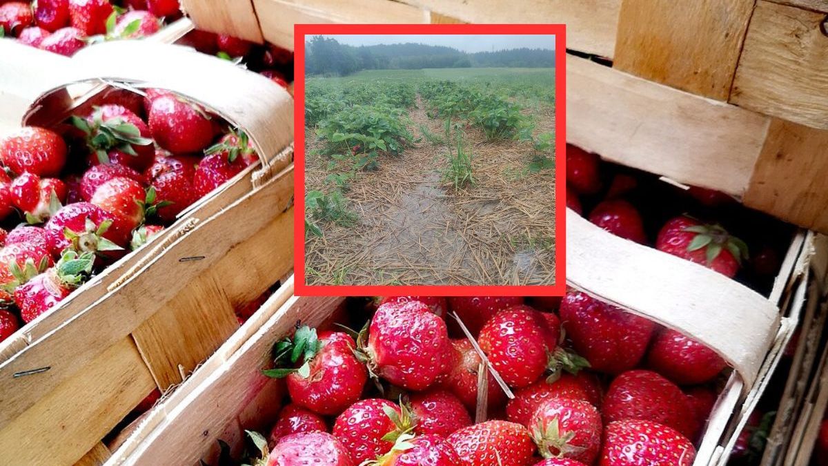 Samozbiory truskawek pod Sanokiem odwołane