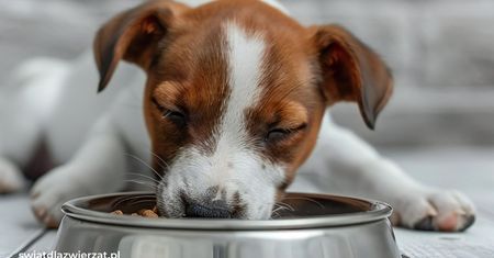 Karma typu gastrointestinal – kiedy i dlaczego warto ją podawać psu?