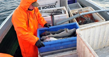 Odkryli, co stało się z bałtyckim dorszem. "Kiedyś ważył 40 kg"