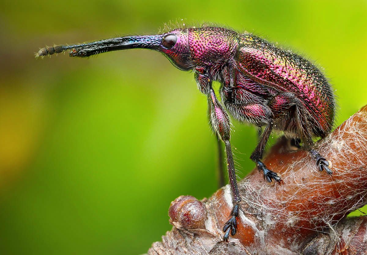 Macro Art Photo Project 2019, czyli najpiękniejsze ujęcia makro 9