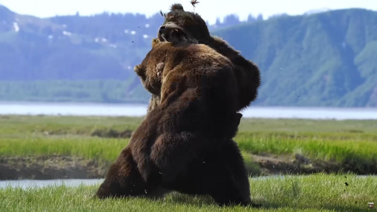 Zażarta walka niedźwiedzi grizzly. Fotograf nie mógł oderwać oczu