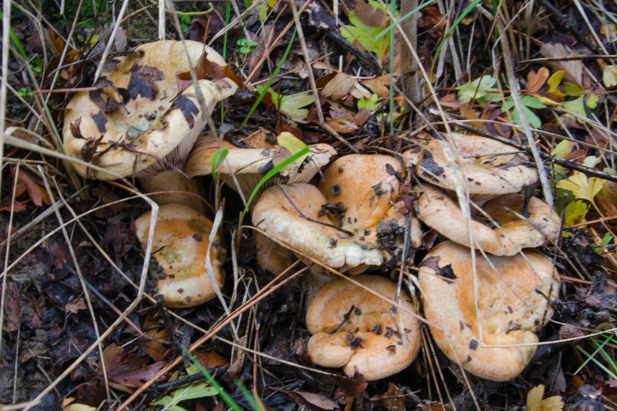 Wyglądają jak rydze, ale nimi nie są. Różnica w smaku jest kolosalna