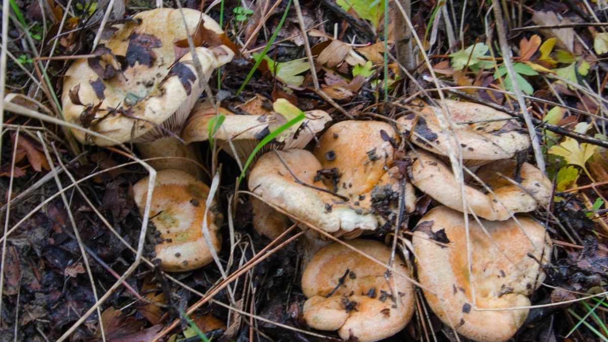 Nie każdy mleczaj to mleczaj rydz