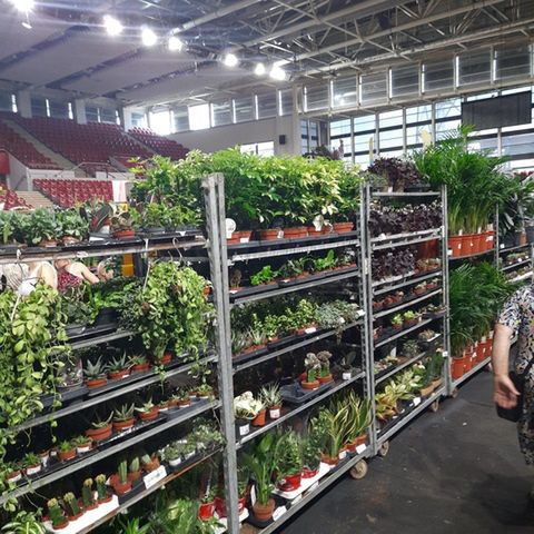 Festiwal roślin w Ostrowcu Św.