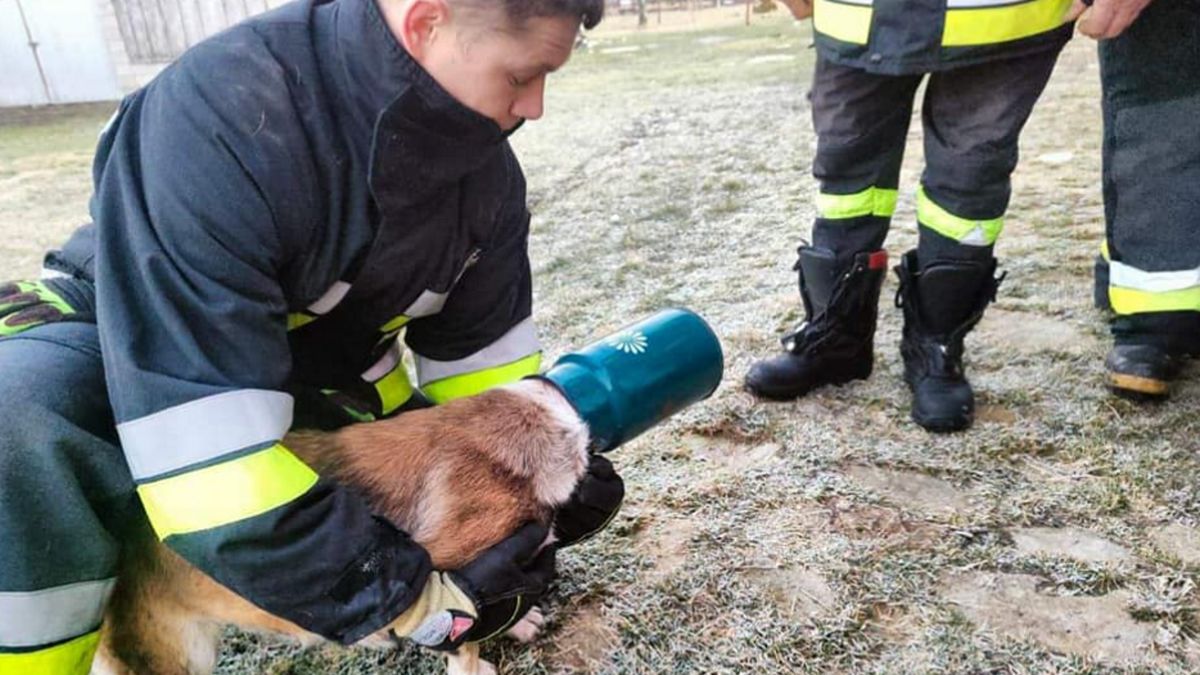 Głowa psa utknęła w bańce