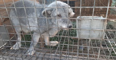 Koszmarne warunki i choroby. Tak żyją lisy na fermie pod Pabianicami